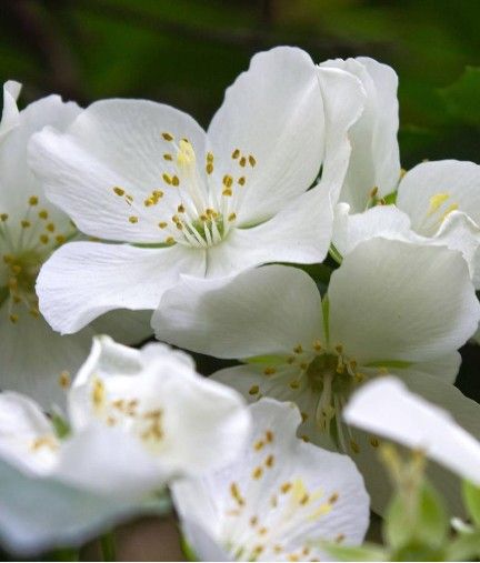 Kopfnote: Erdbeere, Gardenie Herznote: Jasmin, Rose Basisnote: Ambra, Bourbonvanille, brauner Zucker, Moos, Patschuli NEU 163W